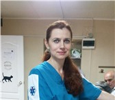Фотография в Домашние животные Услуги для животных ветеринарный врач с опытом работы и любовью в Сочи 800