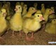 Скачать бесплатно фотографию Птички гусята суточные 2058628 в Санкт-Петербурге Foto в Домашние животные Птички Продаем гусят суточных. Порода Линда, мясная в Санкт-Петербурге 0