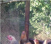 Изображение в Домашние животные Птички Продаю инкубационное яйцо "Генофонд".Яйцо в Тольятти 50