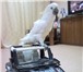 Foto в Домашние животные Птички Продаётся какаду Тритон,  ручная любит поговарить, в Нижнем Новгороде 0